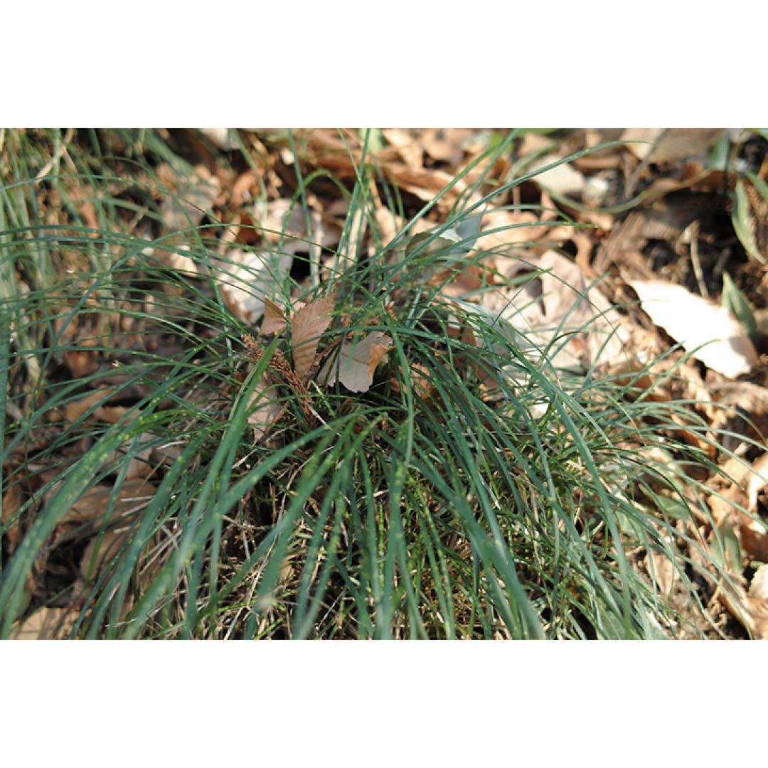 【極美品・動作確認済】SIGMA DP2 ★唯一無二の空気感を撮る名機