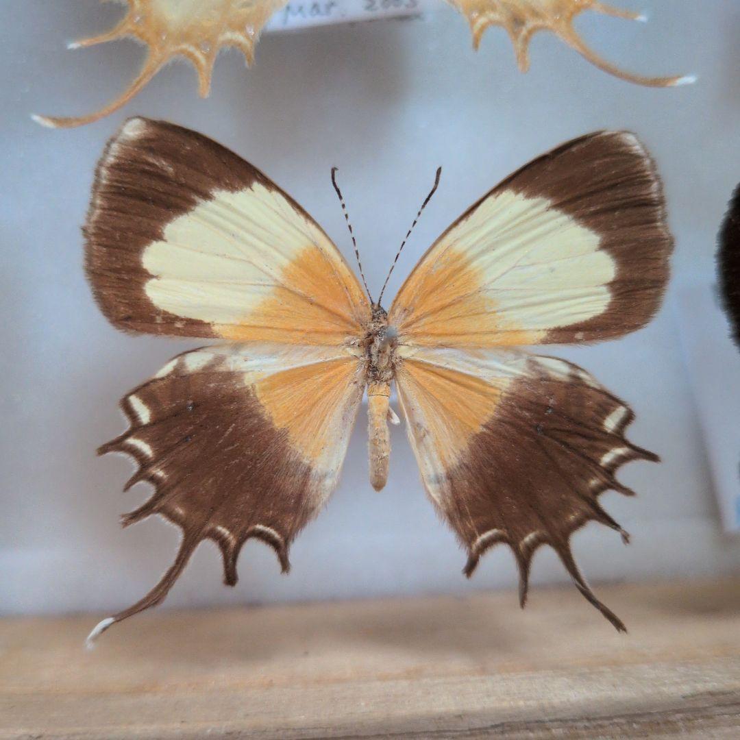 蝶標本 昆虫標本 外国産蝶標本　ミツオシジミタテハ