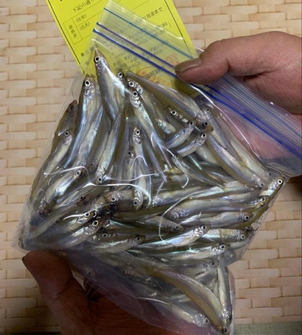 ワカサギ釣り　ステンレス穂先　 ２本　全長約 255ミリ