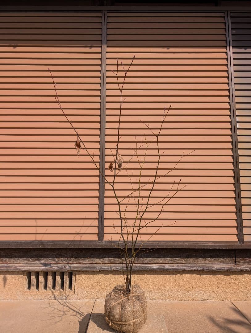 クロモジ　株立　②