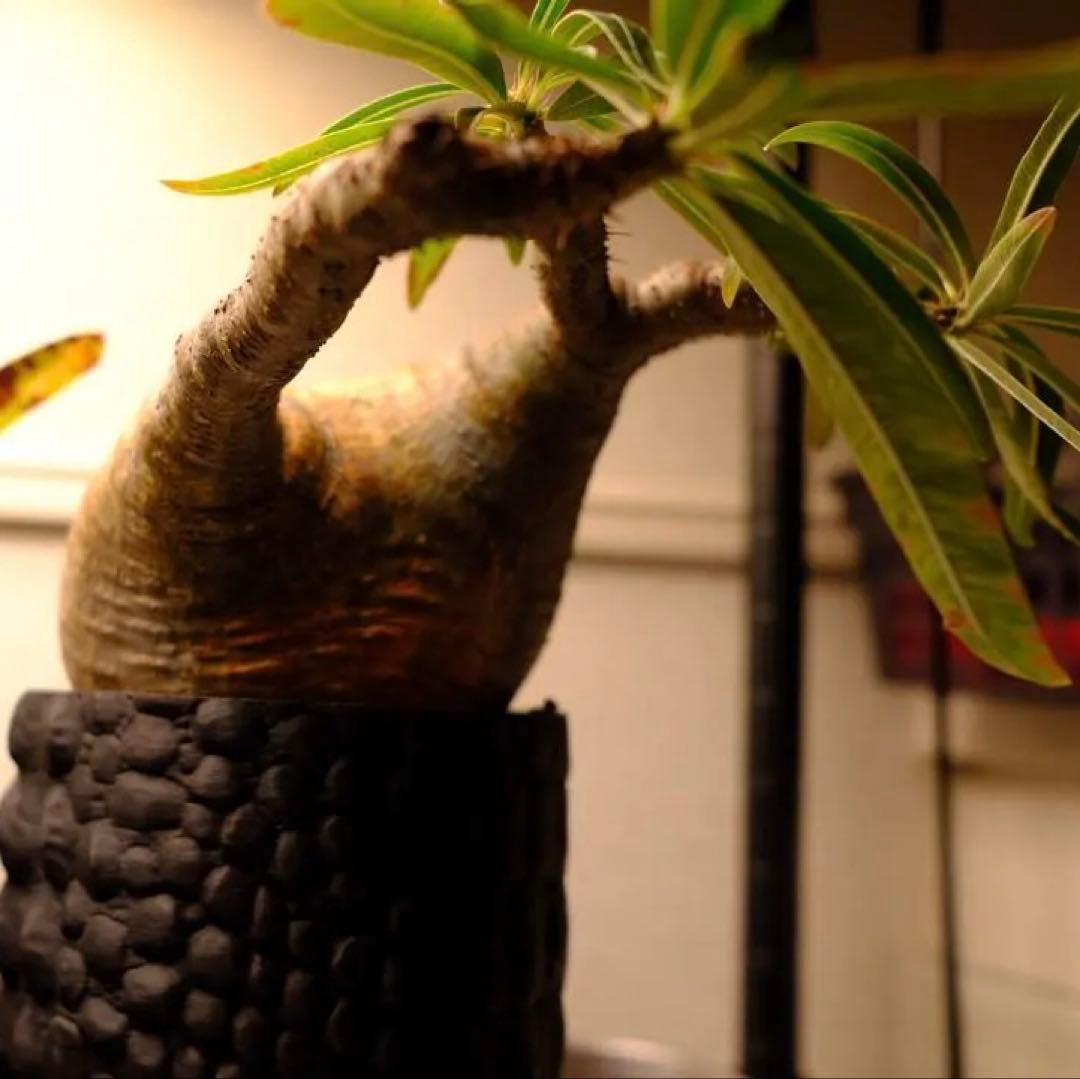 現地球　グラキリス　発根済み　送料込み