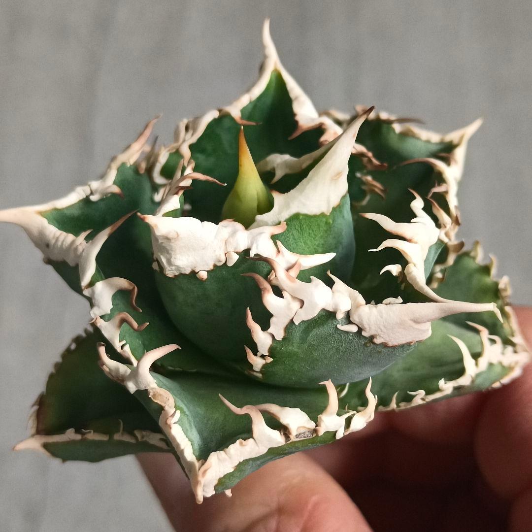 A026 特選 アガベチタノタ 大白鯊 強狂棘 極上白鋸歯 極上優良株