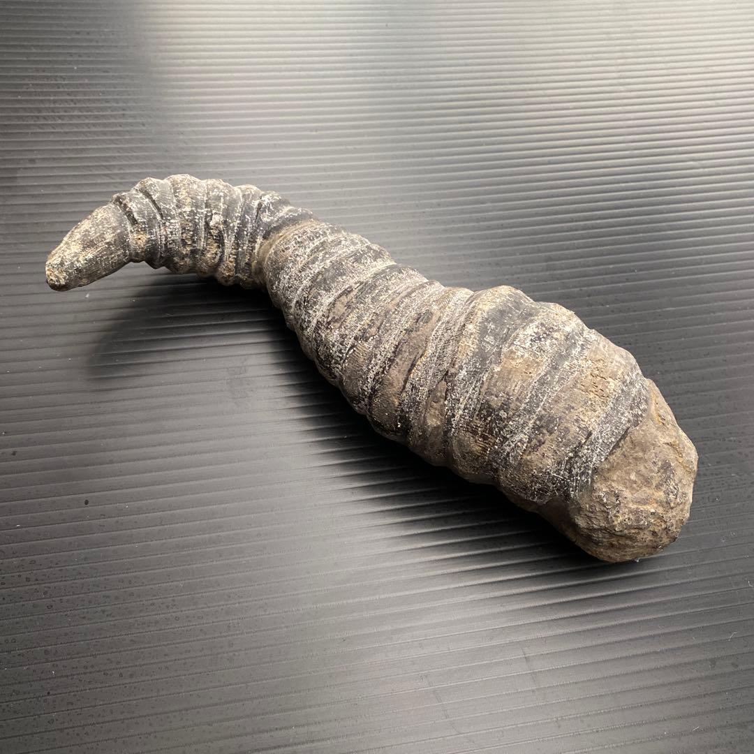 中国 雲南省産 サンゴ化石 希少 大型