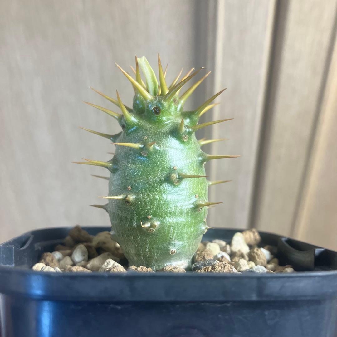 パキポディウム　アンボンゲンセ　実生　選抜　塊根植物　コーデックス　グラキリス