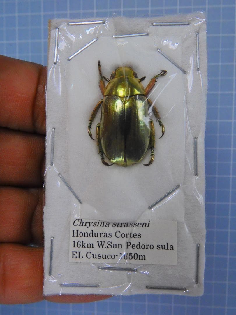 ホンジュラス産　ストラーセンキンイロコガネ　24mm