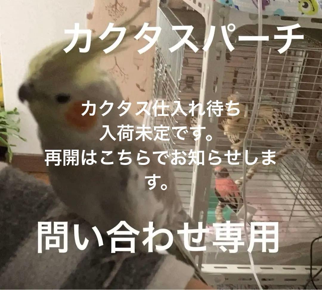 カクタスパーチの作成依頼・在庫確認・お問い合わせ専用ページ