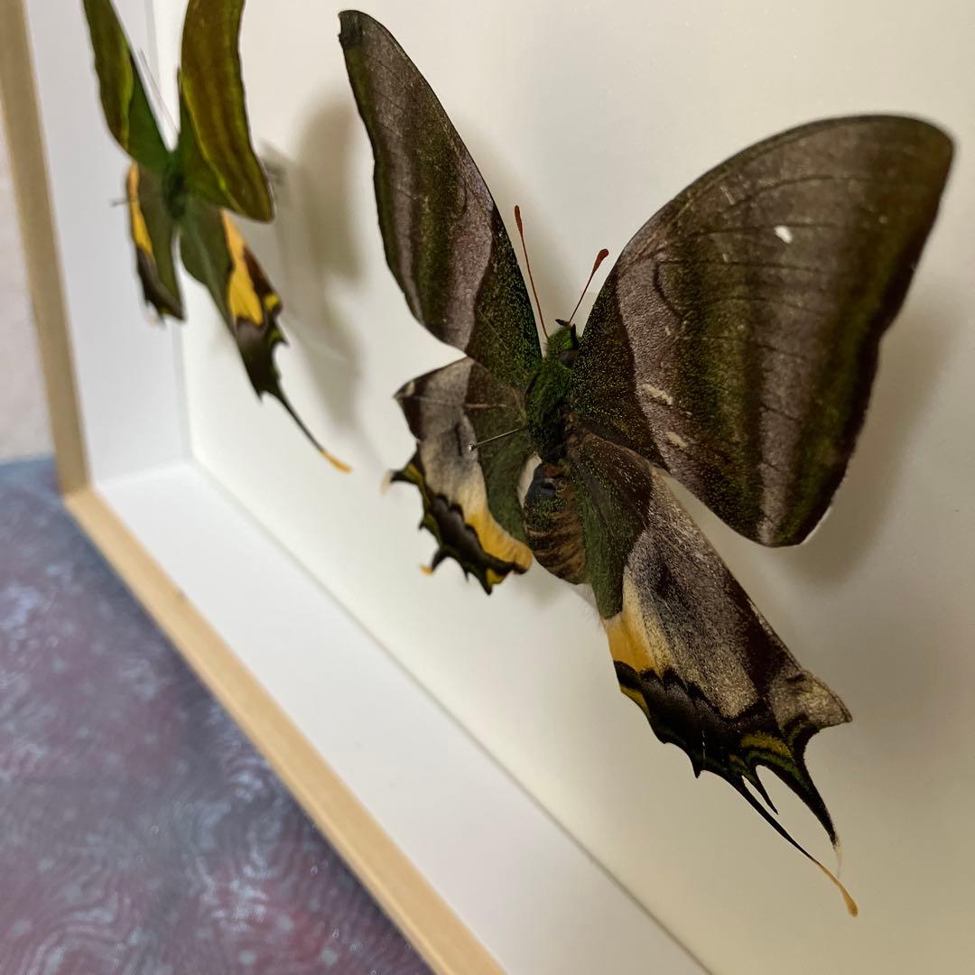 テングアゲハ　ペア（ベトナム）