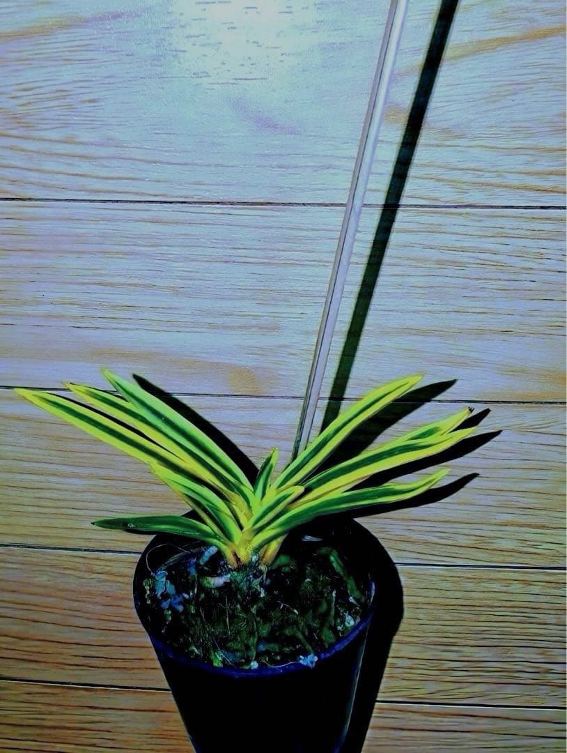 【年末特価品】富貴蘭「super八洲の月」