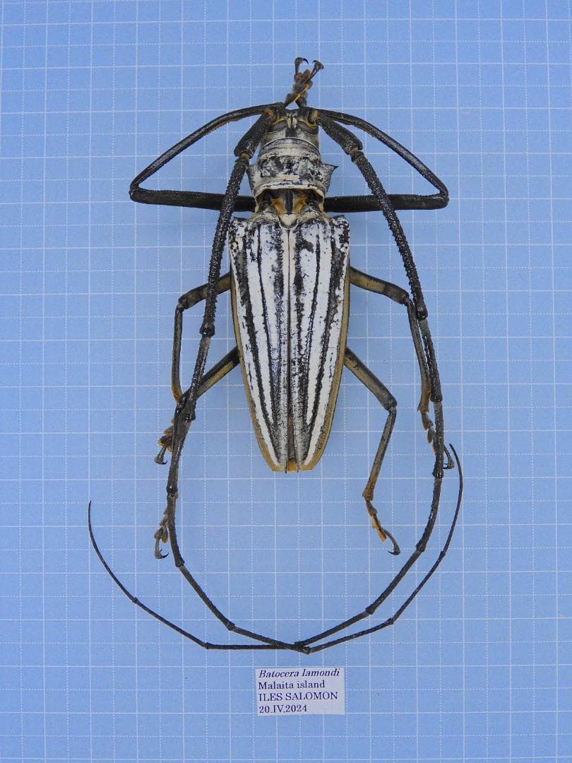 標本 Solomon Is Batocera lamondi 74mm