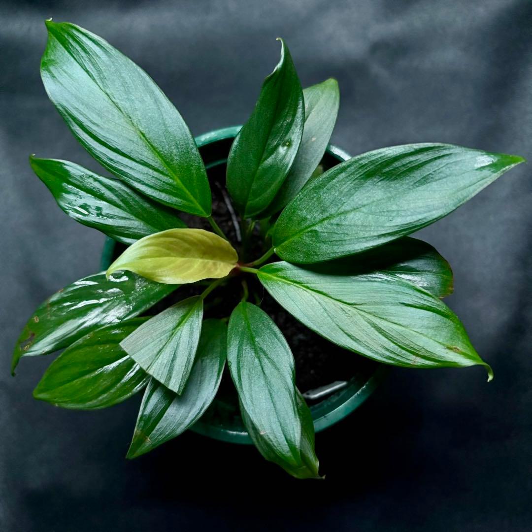 ホマロメナ Rec172 正規タグ付き