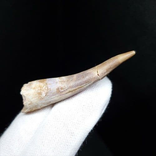 美品 プレシオ サウルス 化石 歯 本物 モロッコ産 55mm pr98