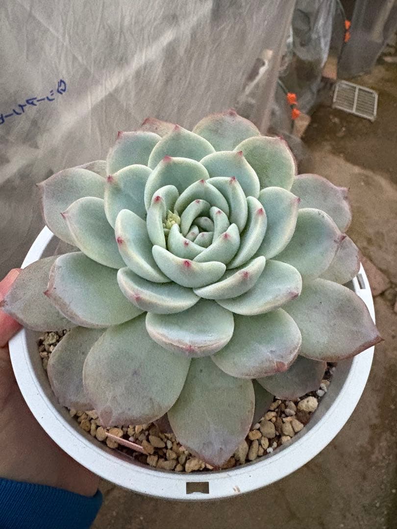 綾*鷹様 多肉植物新春セット（6点セット）