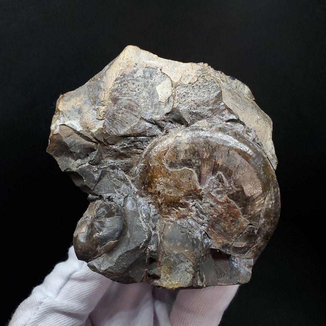 母岩付き アンモナイト 三畳紀  本物 ノルウェー産 70.65mm  fan6