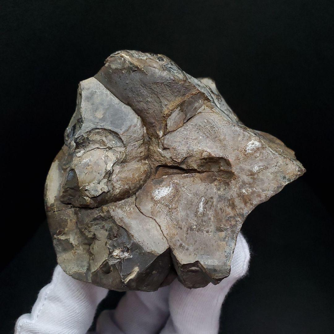 母岩付き アンモナイト 三畳紀  本物 ノルウェー産 70.65mm  fan6