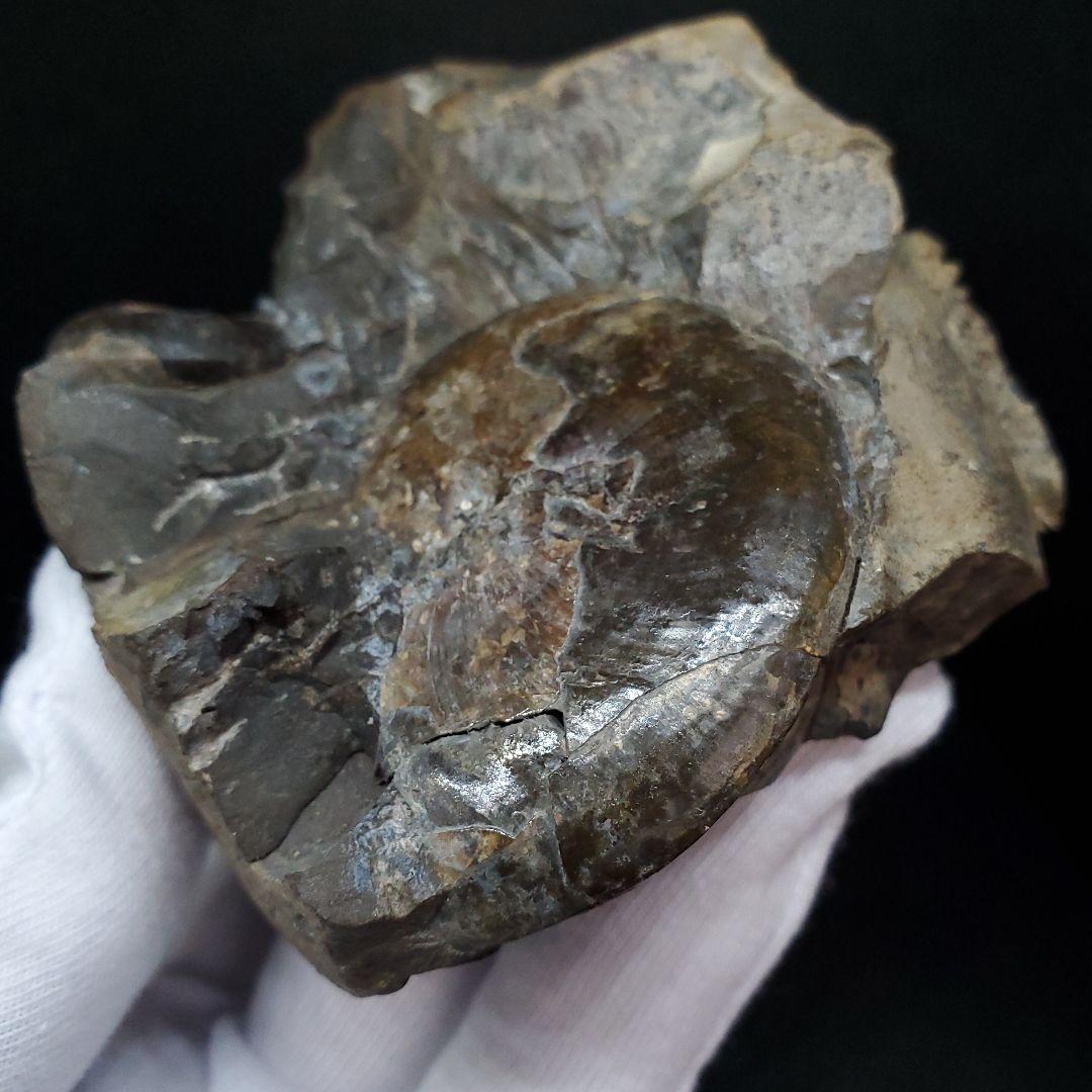 母岩付き アンモナイト 三畳紀  本物 ノルウェー産 70.65mm  fan6