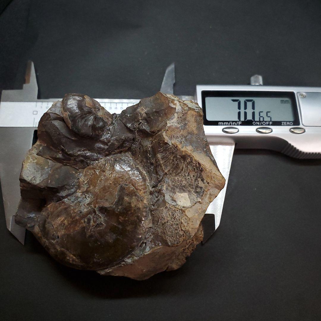 母岩付き アンモナイト 三畳紀  本物 ノルウェー産 70.65mm  fan6