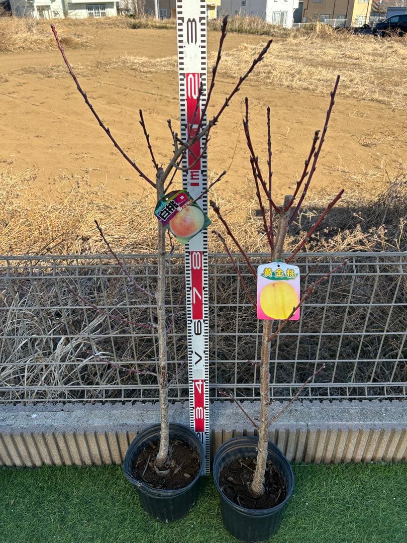 桃苗木2本セット　黄金桃＋白桃　大株