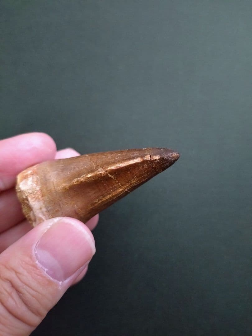 【特大本物】モロッコ産モササウルス（プログナソドン）の歯の化石　約5.5×3cm