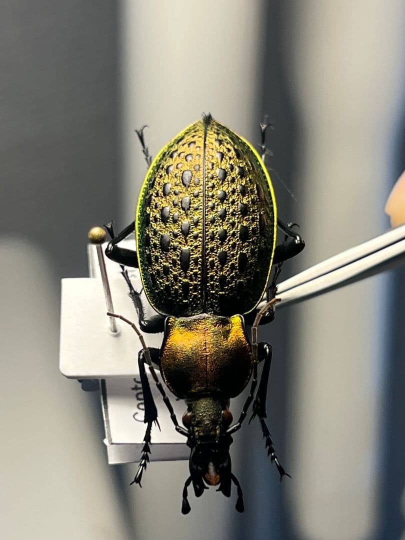 【38mm】エリスカブリモドキ オサムシ標本 オサムシ マイマインミョウ