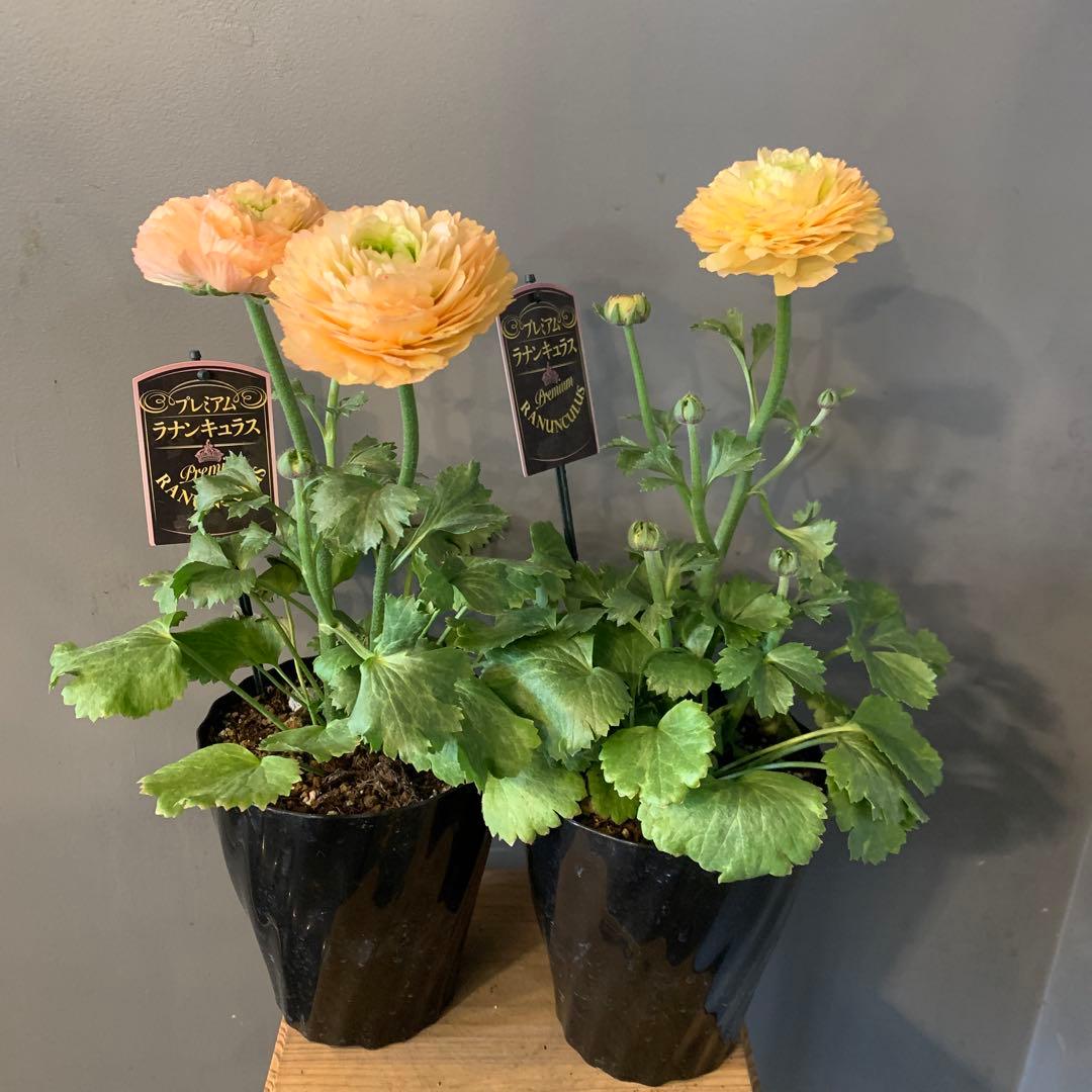 専用　ラナンキュラス プレミアム サクセス トアレグ 2個セット