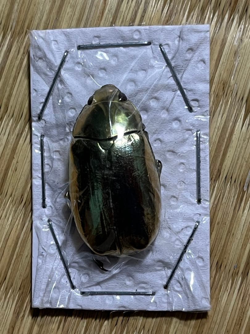 エクアドル産　プラチナコガネ