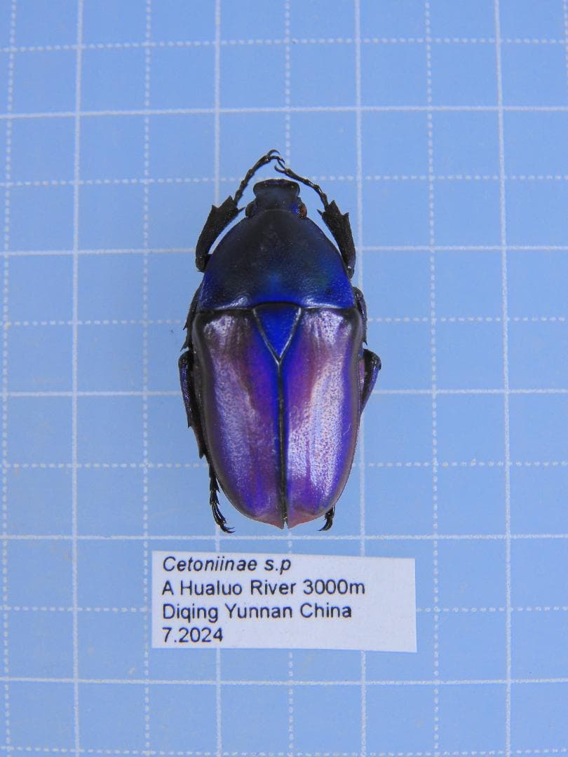 標本 China Yunnan Cetoniinae s.p 23mm