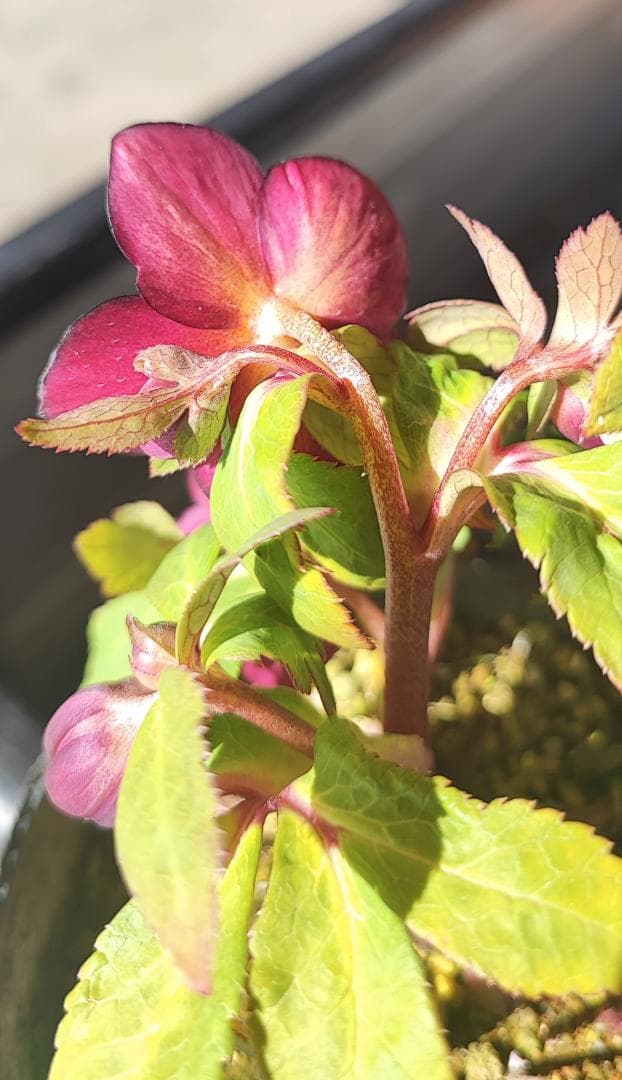 大木ナーサリー★ミスティーク★早い者勝ち