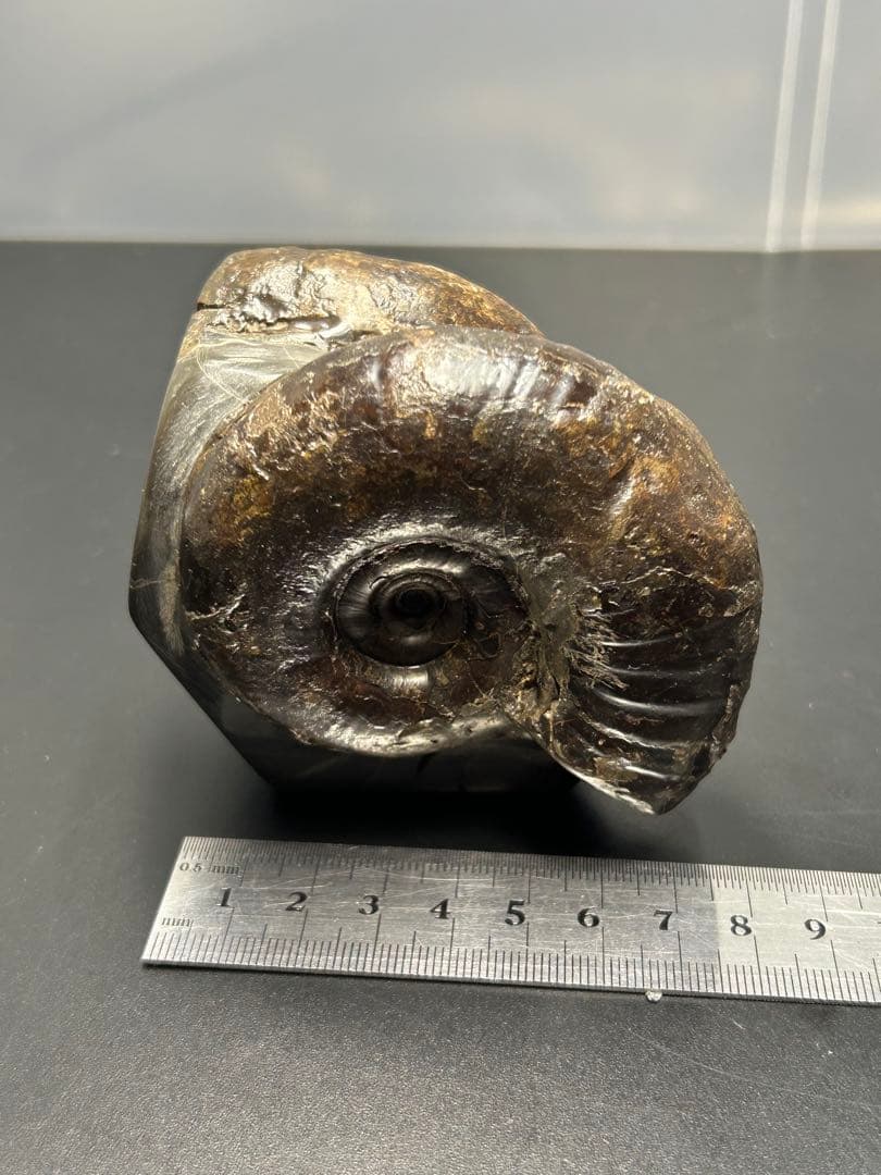 アンモナイト化石　北海道　三笠　アナゴードリセラス