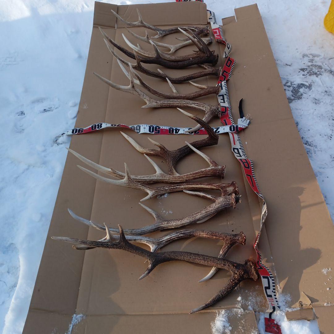 ク*ト様 蝦夷鹿の角 犬用おもちゃ、工芸品などに ５番