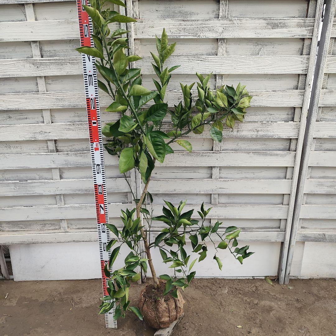 ブラッドオレンジ タロッコ 3年生 大苗 ラスト1本