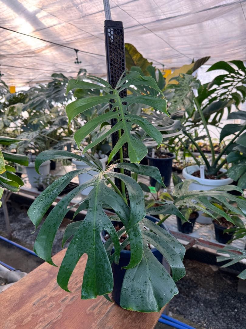 1 モンステラ・デリシオーサ・アラブフォーム \"エロンガータエ\" 日本初出品