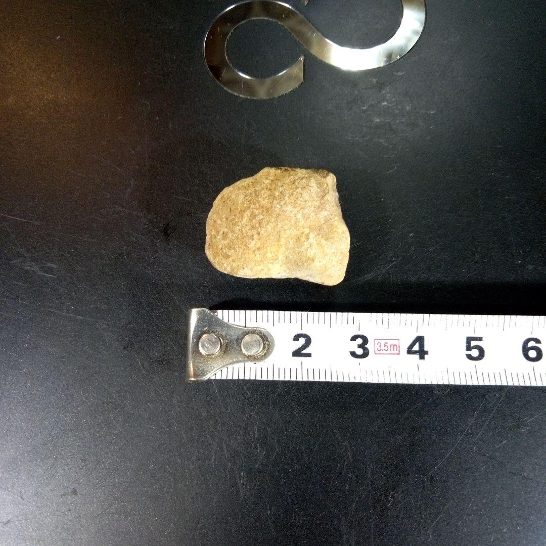 三葉虫　化石　fossil　海　ボリビア産　trilobite　海生動物種別⑤