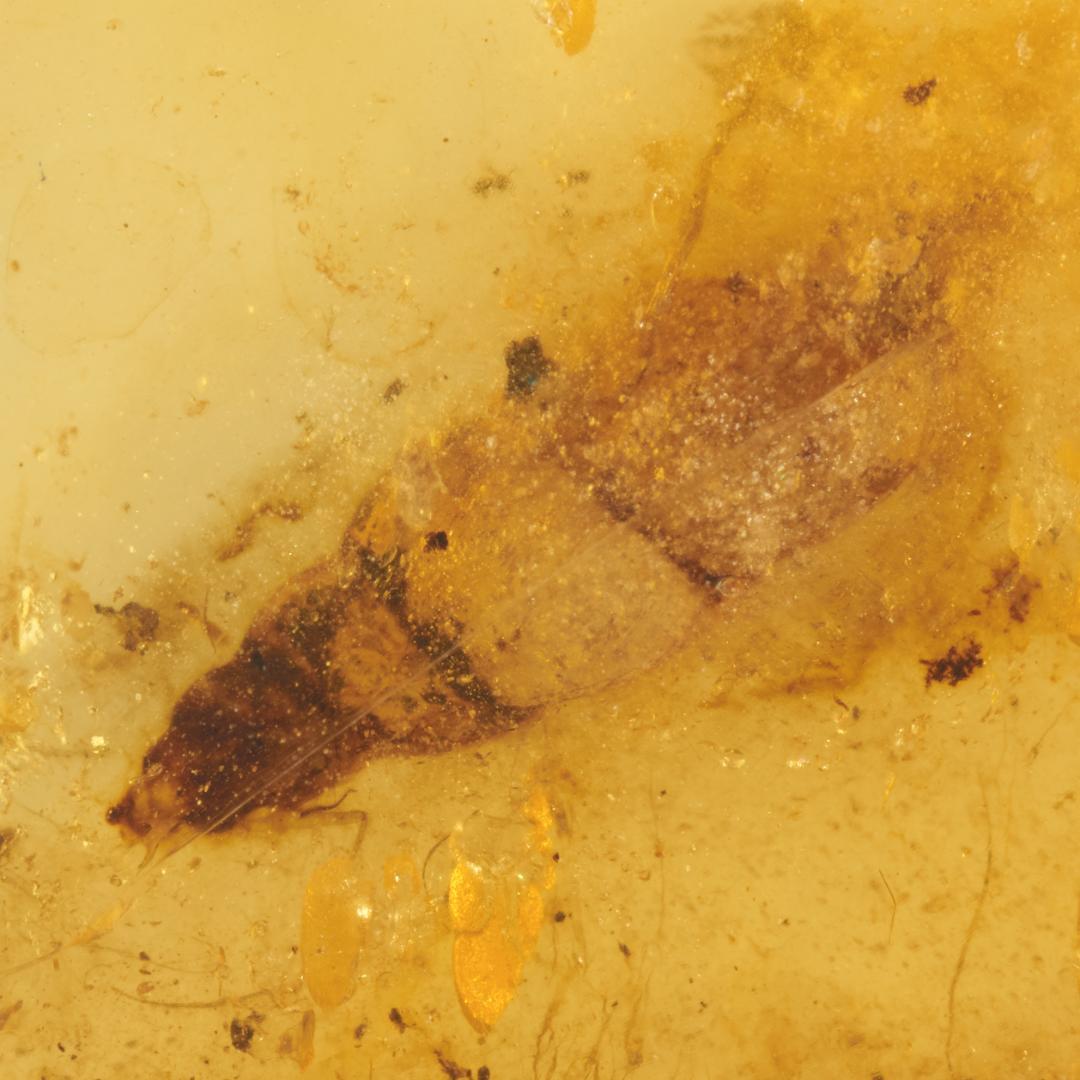 レア極上品 PA163虫入り琥珀化石　ミャンマーカムティかタナイ9900万年前