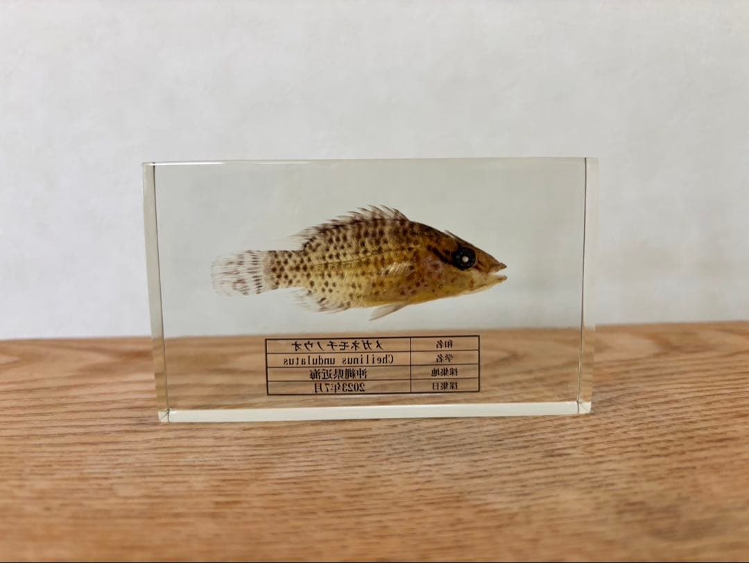 【超美品,希少種】ナポレオンフィッシュ（メガネモチノウオ）樹脂封入標本