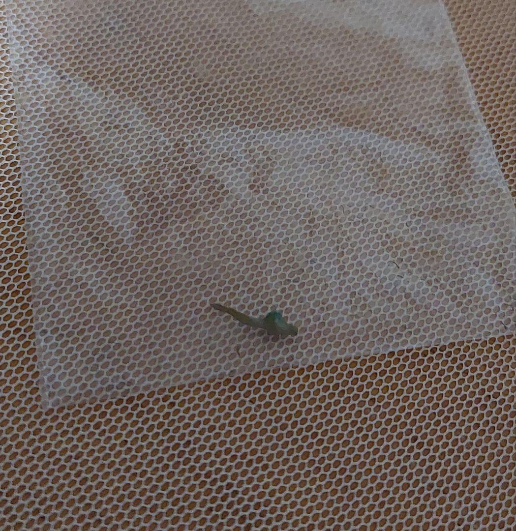 不思議の国のアリス★White　Rabbit´s House