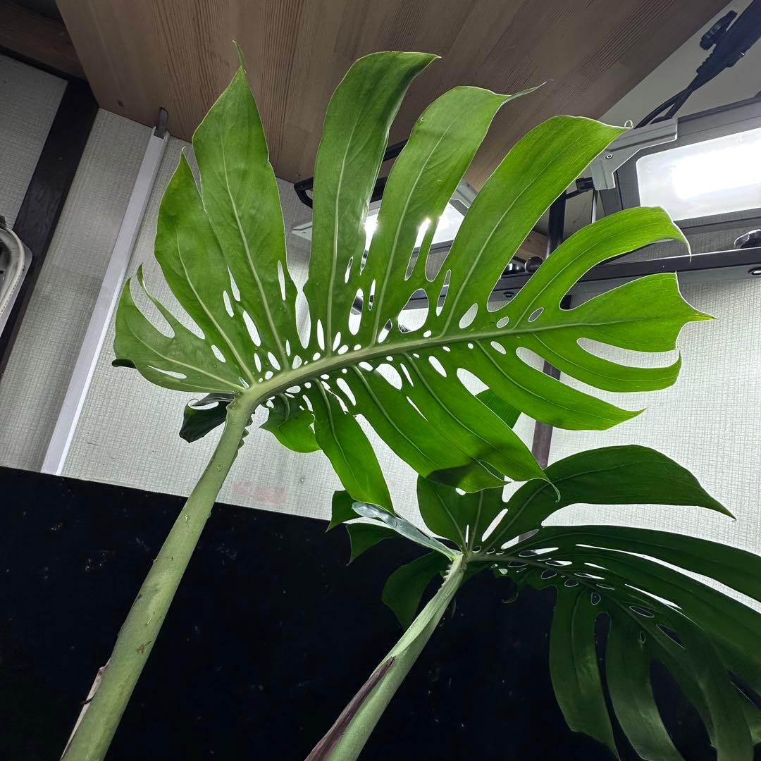 ぱ*！様 モンステラデリシオーサマクロコズム超希少系統鉢植え73㎝