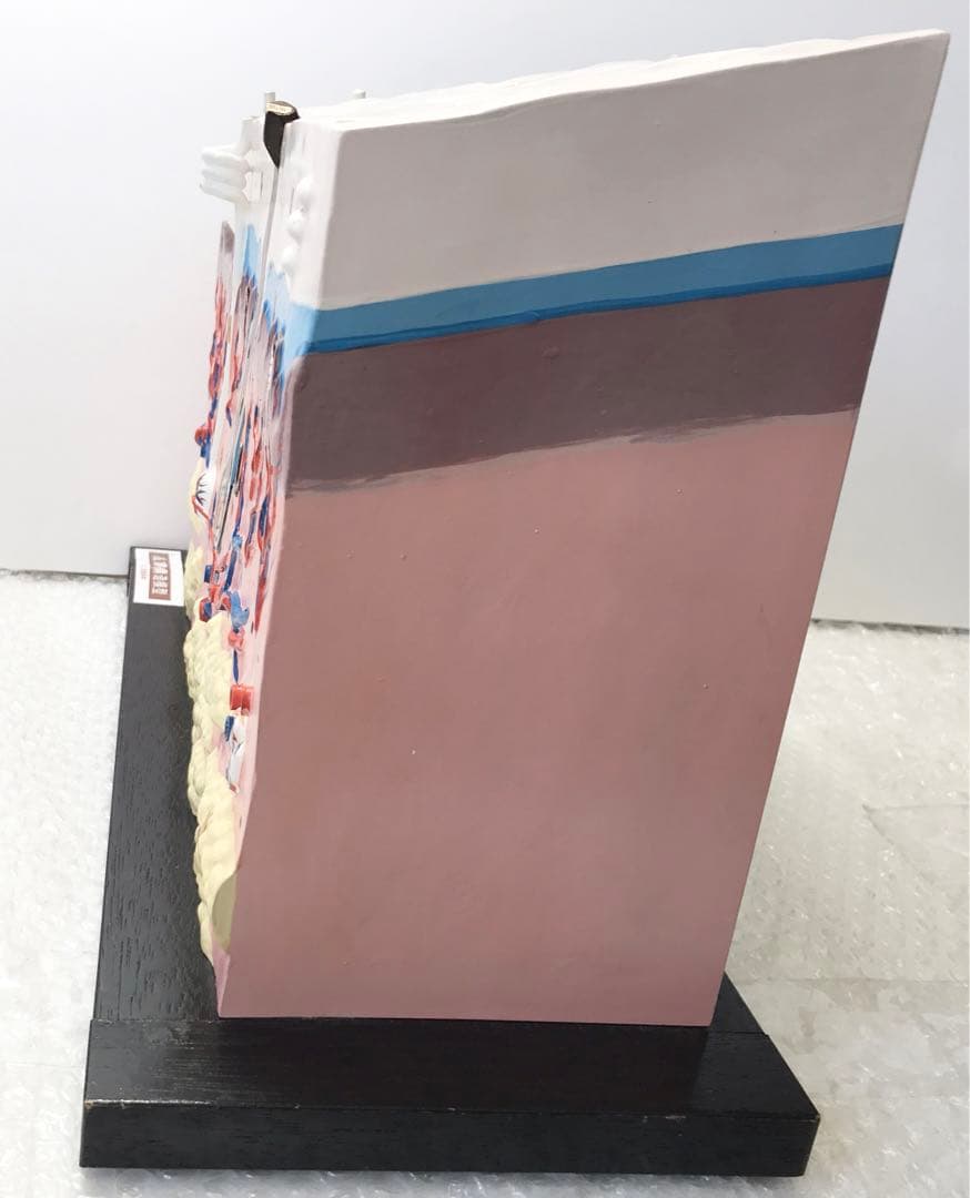 皮膚構造模型　( 株式会社京都科学) ♡