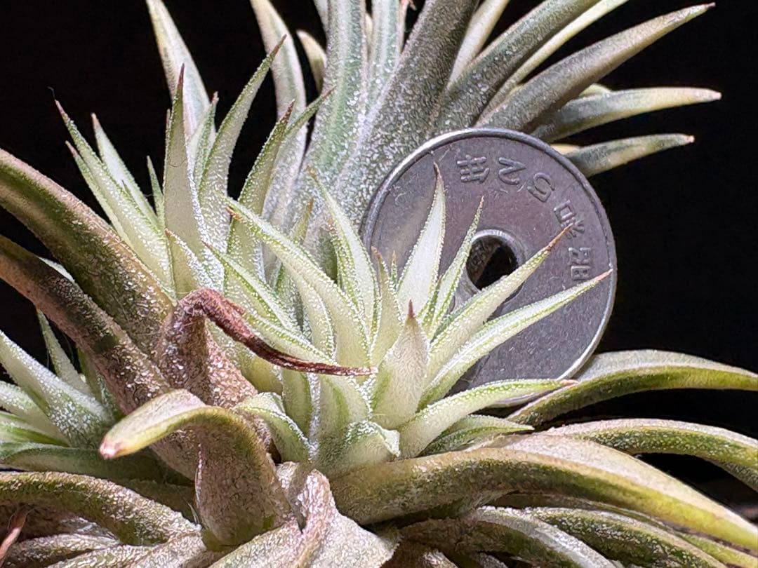 ティランジア イオナンタ メディオピクタ / チランジア エアプランツ 超レア