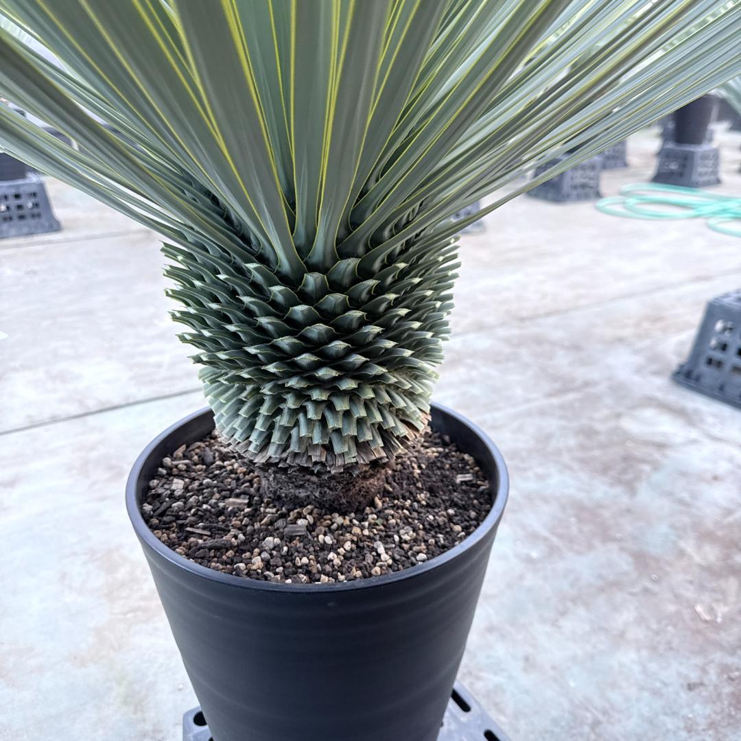 【AL1190】ユッカ　ロストラータ シルバーブルー　超美形　極太　感動個体