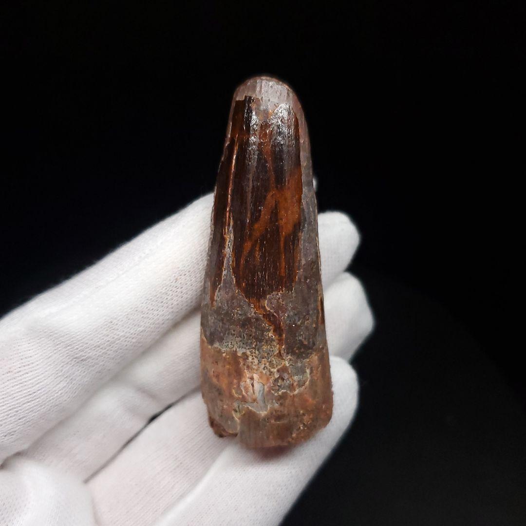 スピノサウルス 本物 モロッコ産 59.44mm sp480