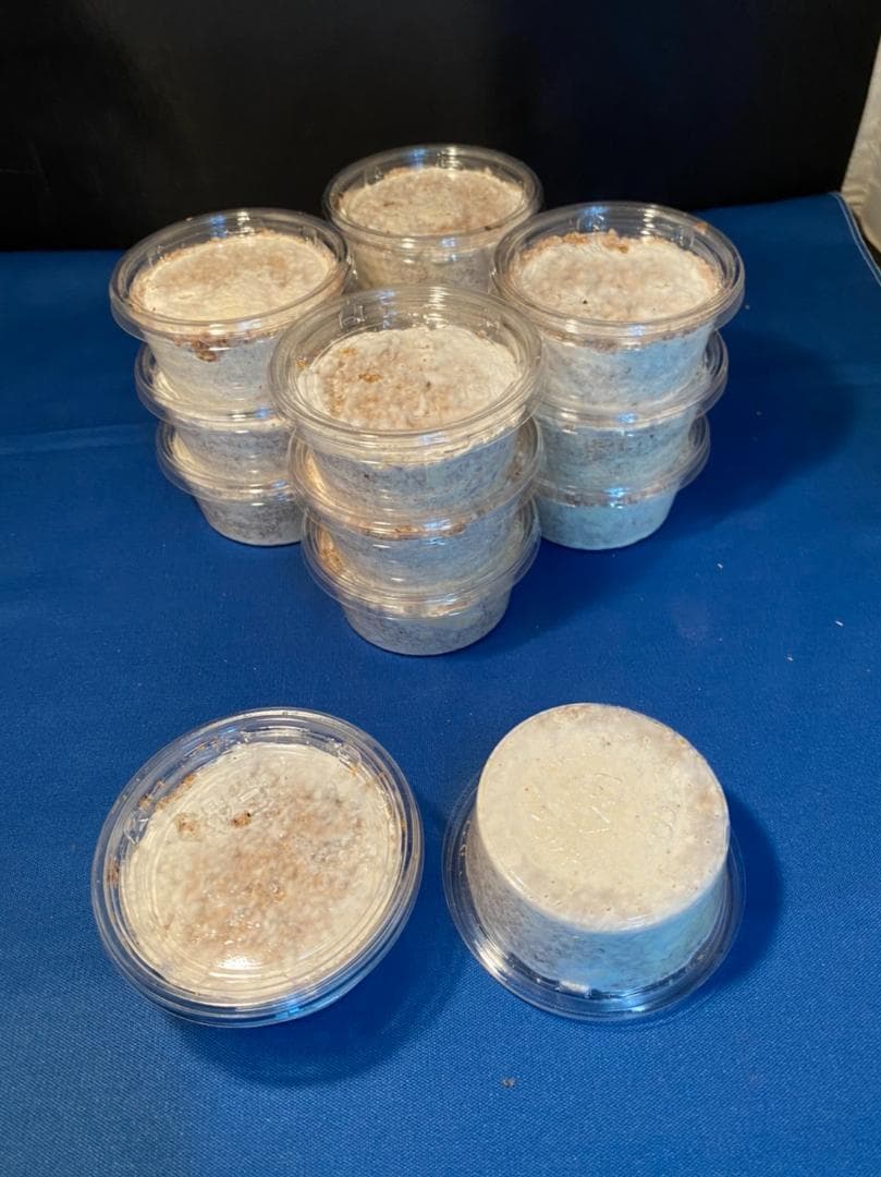 菌糸カップ60個セット、カワラ菌糸【大夢Kプロスペック】【新品120ccカップ】