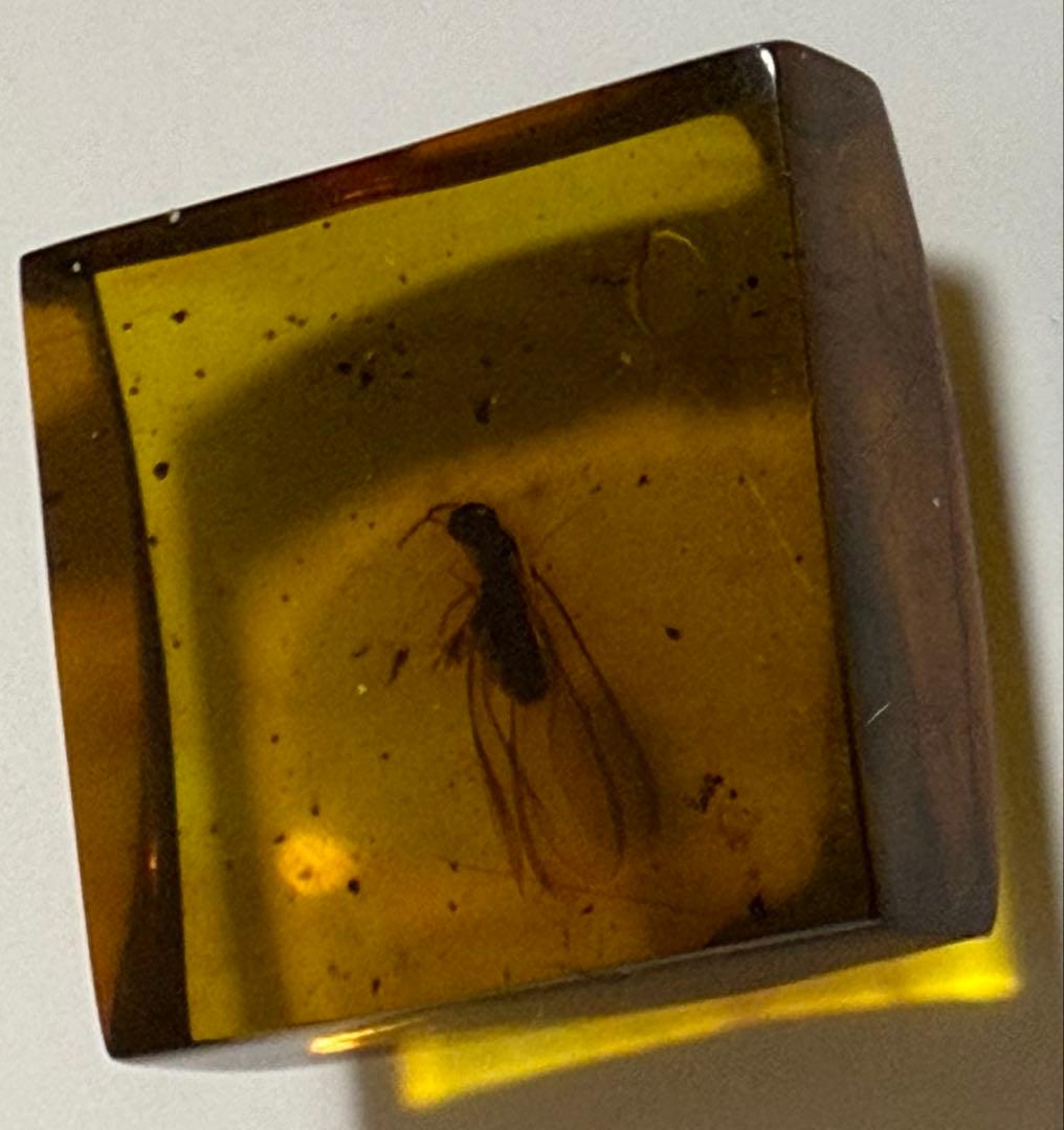 新品未使用 バルティックアンバー 虫入り琥珀 スクエア ルース 2/2