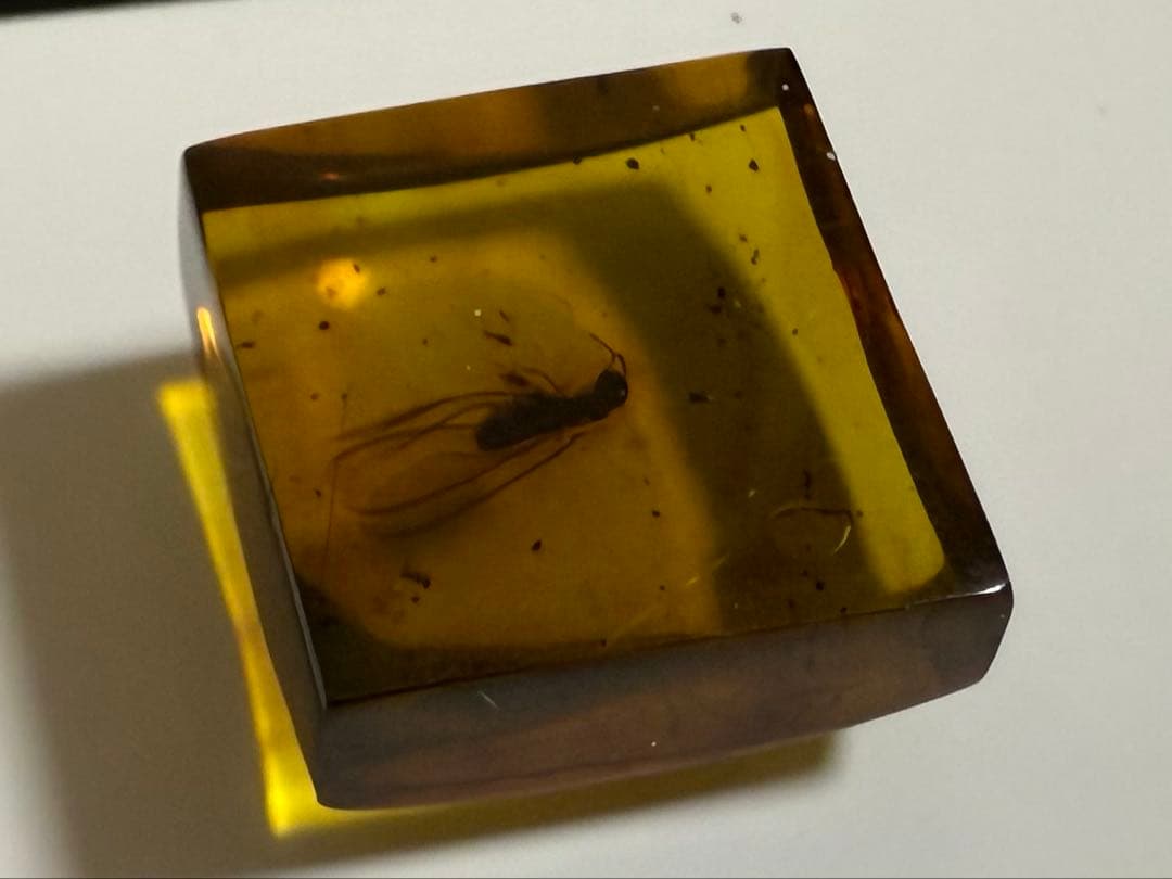 新品未使用 バルティックアンバー 虫入り琥珀 スクエア ルース 2/2