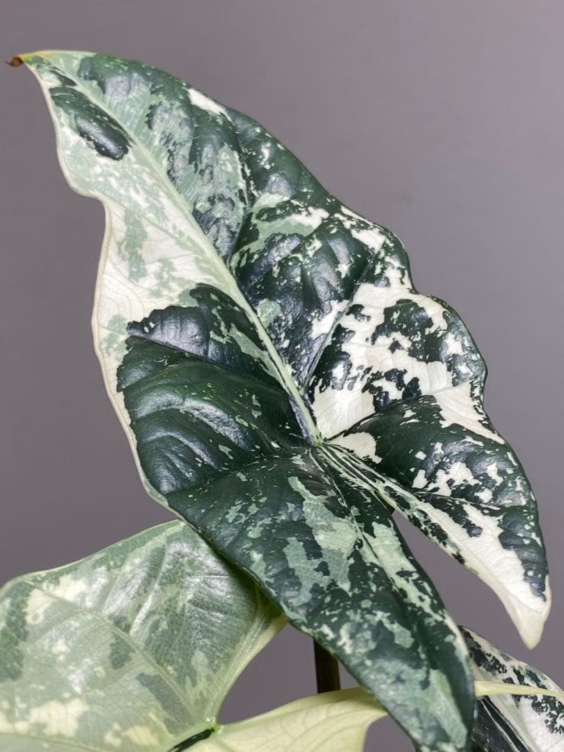 レ*迎様 【超希少‼️美株✨】アロカシア　シンポ　アルボ　斑入り　白斑　レア　人