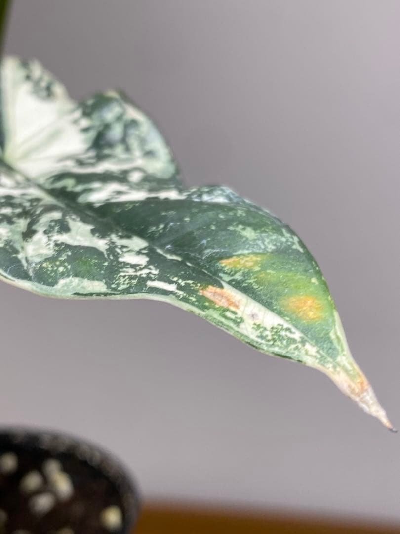 レ*迎様 【超希少‼️美株✨】アロカシア　シンポ　アルボ　斑入り　白斑　レア　人