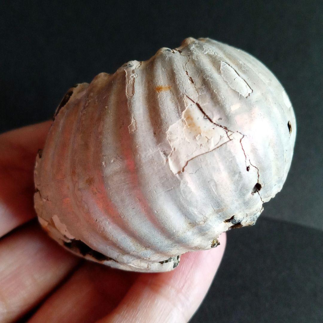 化石　標本　アンモナイト　極厚　希少種