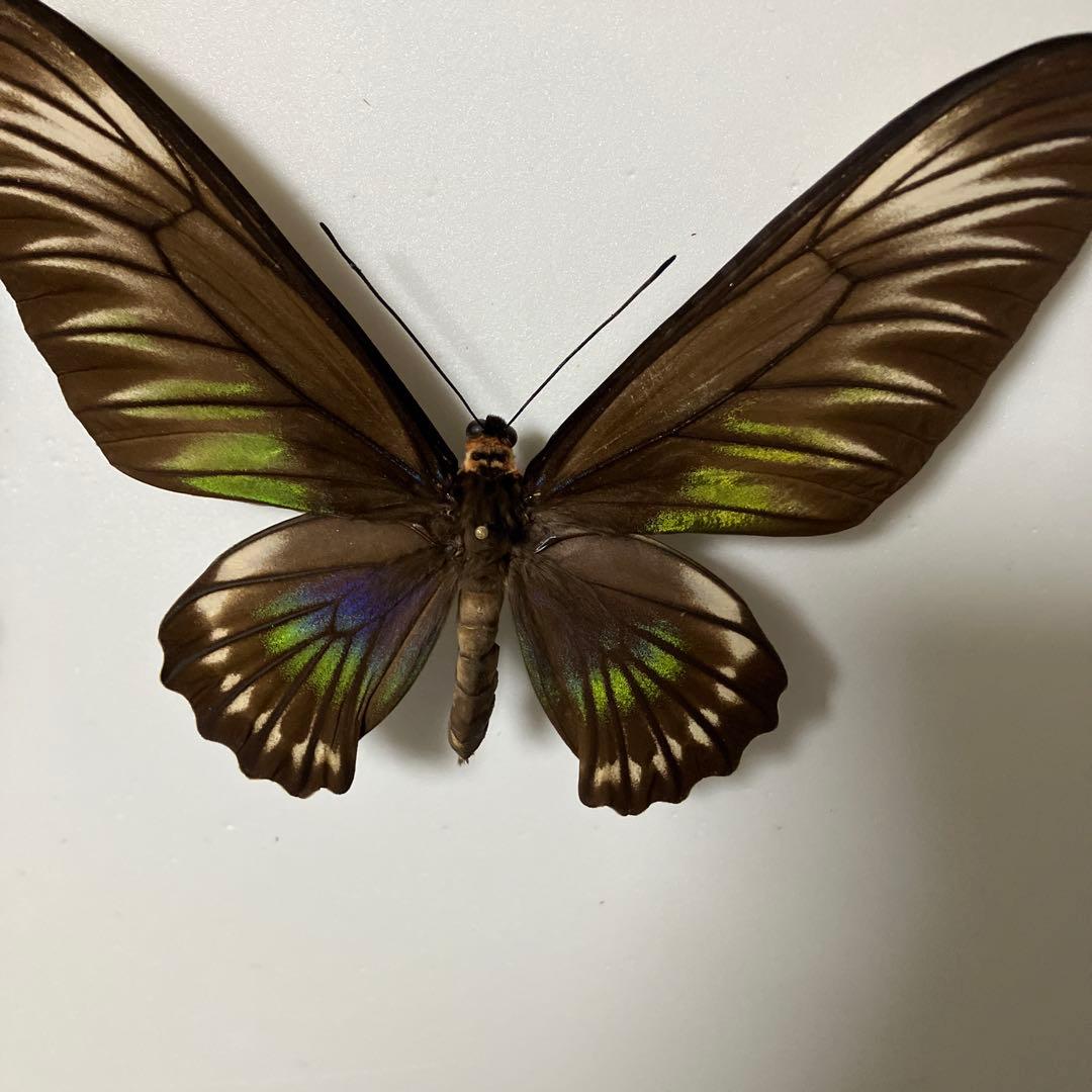 パラワンアカエリトリバネアゲハ♂♀