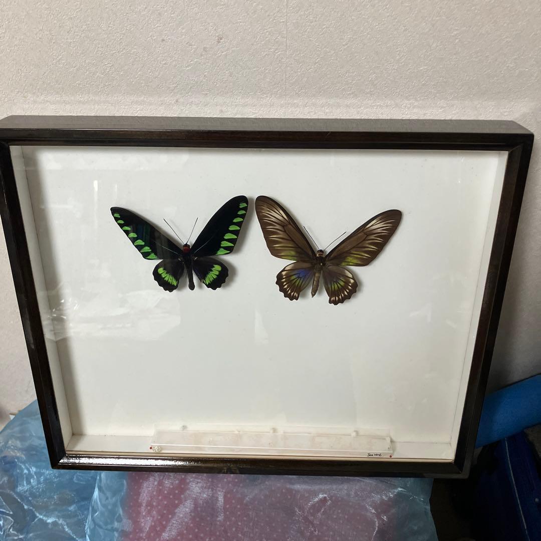 パラワンアカエリトリバネアゲハ♂♀