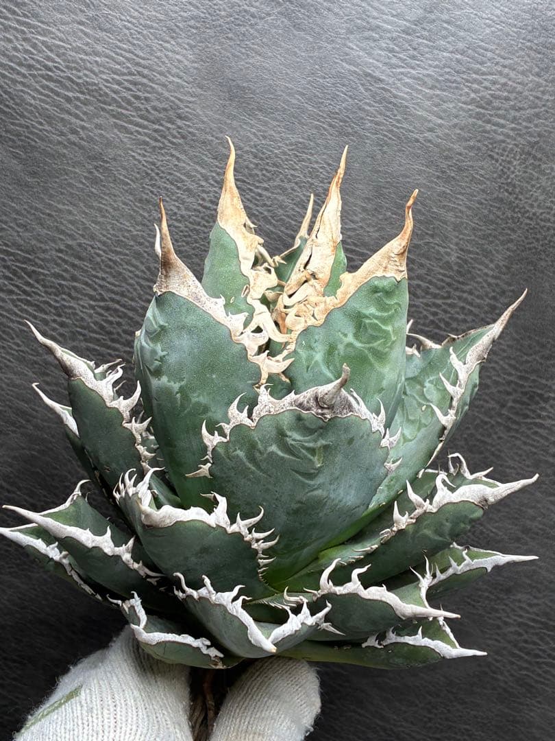 H*o様 アガベ チタノタ 「海王」ミイラ 極上絶狂棘 濃い緑肌 密棘 優良血統