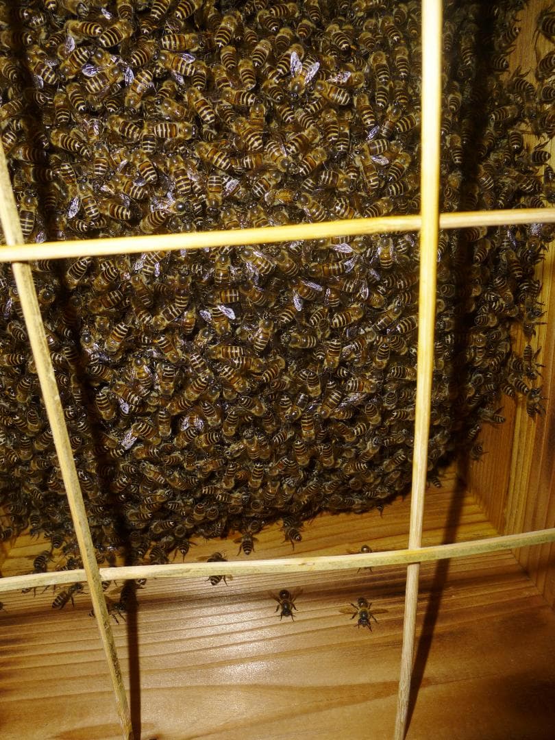 【多群入居実績あり】大寸、杉丸太（B）